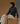 Pull col roulé en cachemire